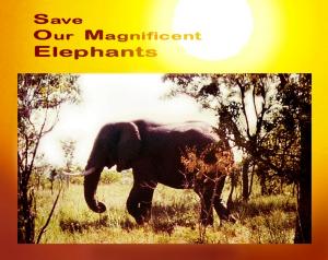 Save Our Magnificent Elephants